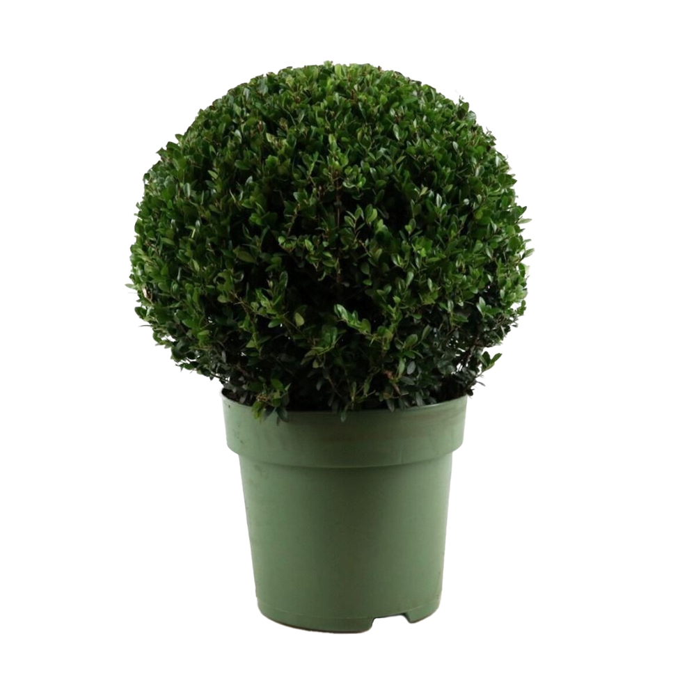 Ilex crenata 'Jenny®', boule : pot D. 27cm