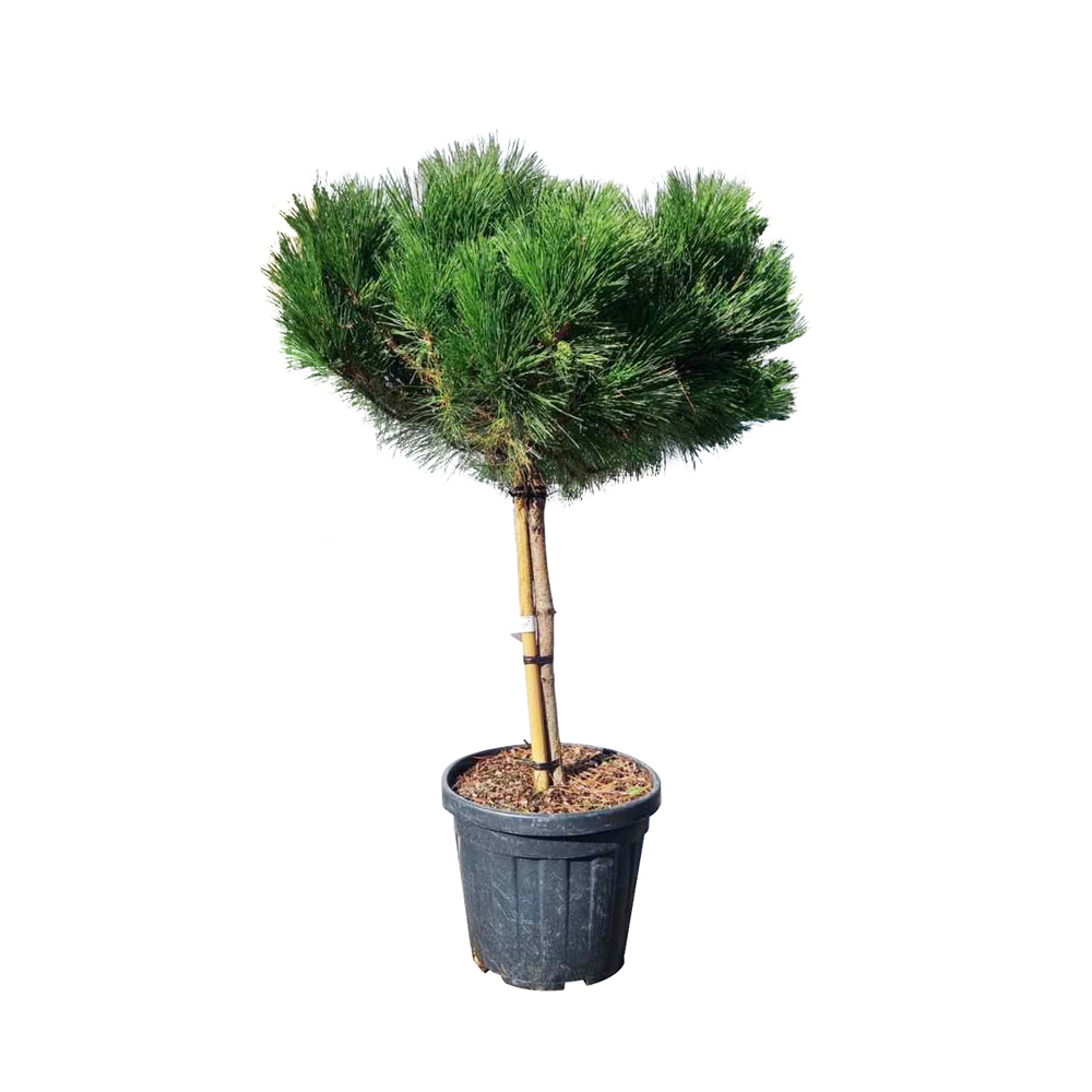 Pin noir 'Marie Bregeon', 1/4 Tige : pot 18L