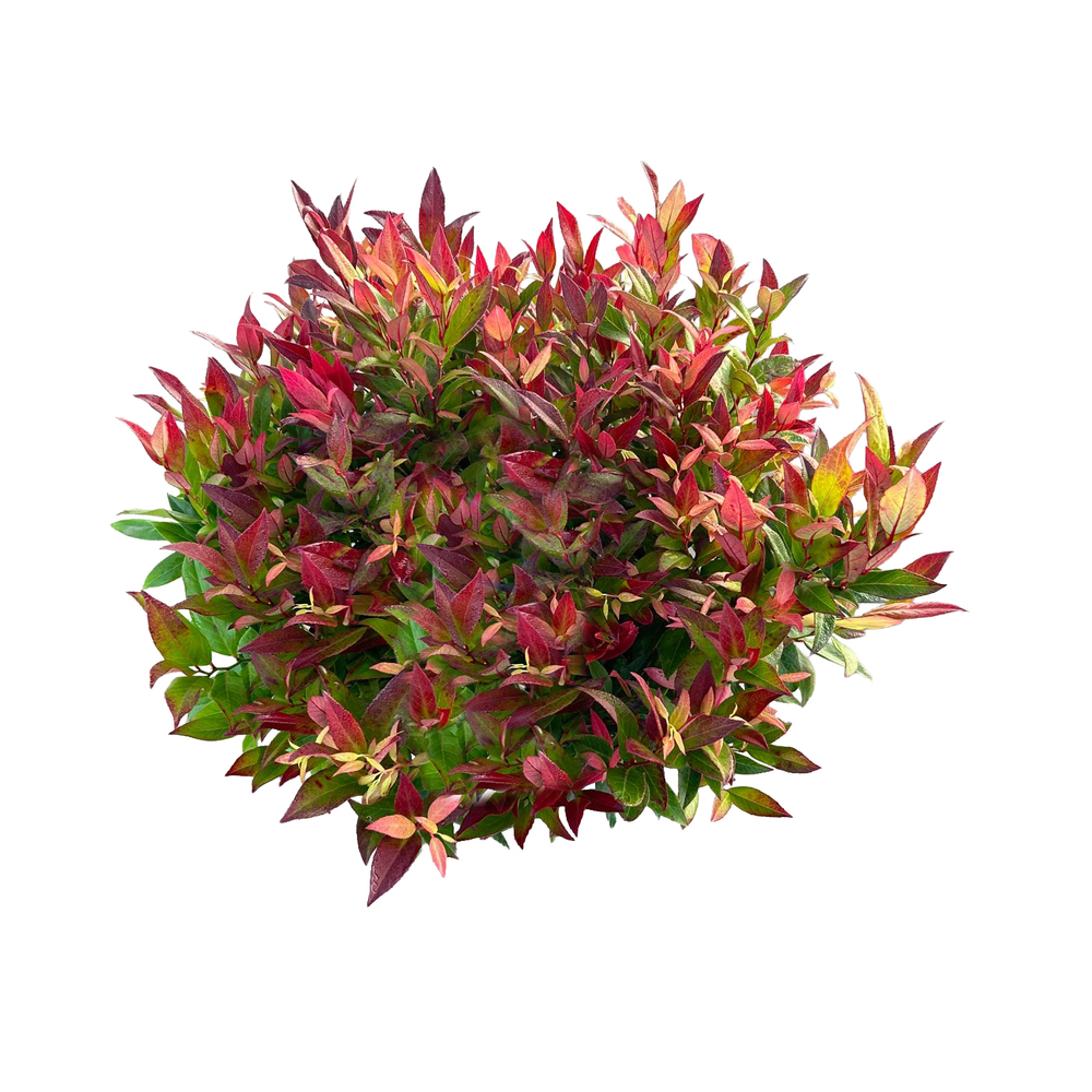 Leucothoe scarletta® 'Zeblid' : pot D. 23cm/ 5L