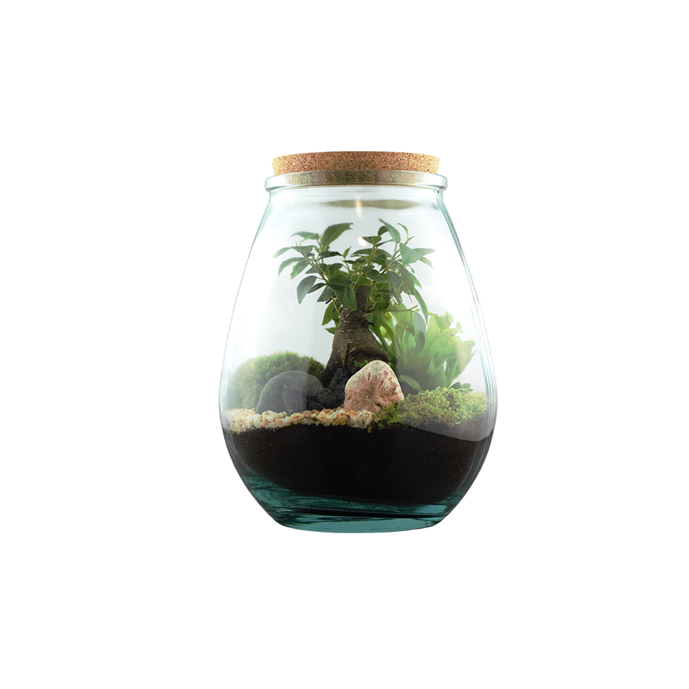 Terrarium 'Darasa' M - Ginseng : D. 19cm - H. 23cm