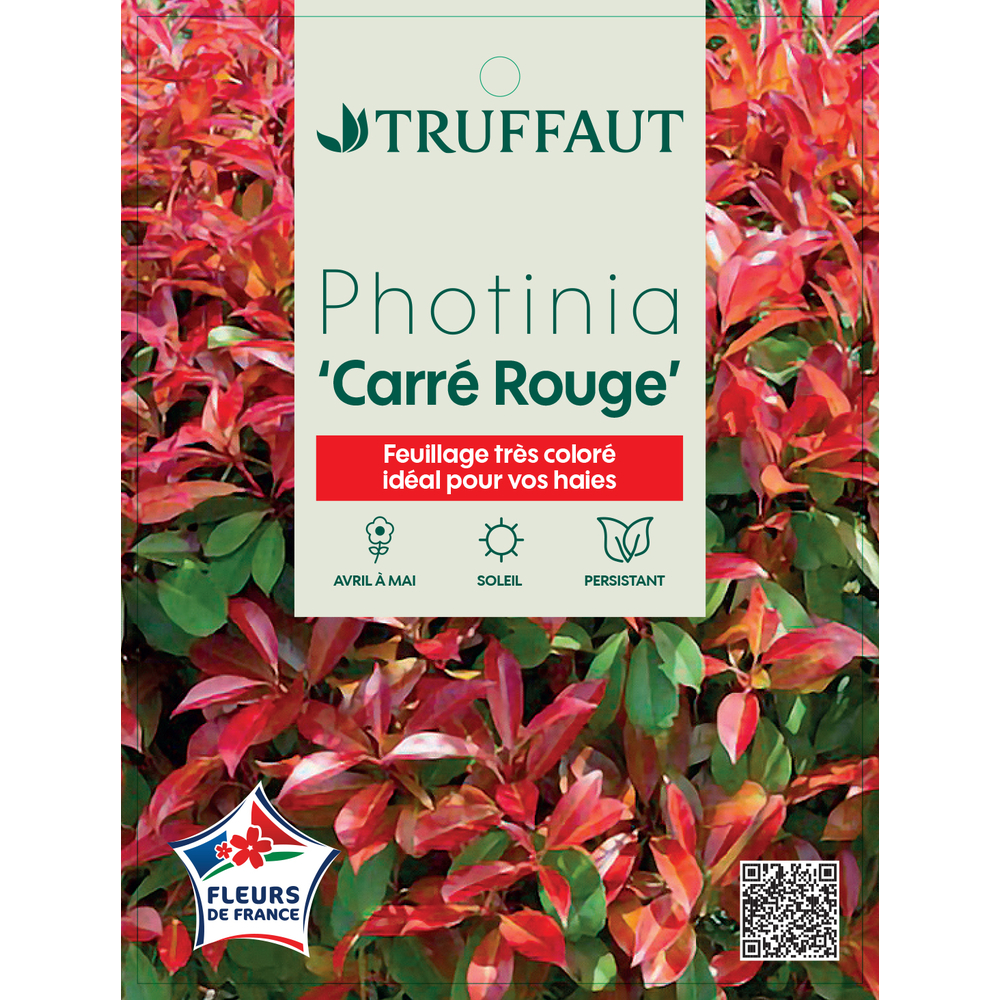 Photinia 'Carré Rouge' : pot 15L