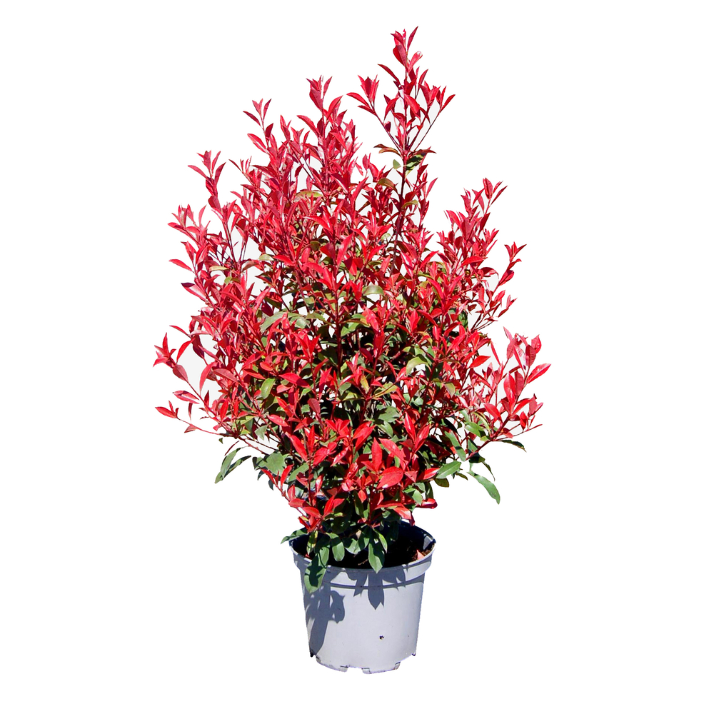 Photinia 'Carré Rouge' : pot 10L