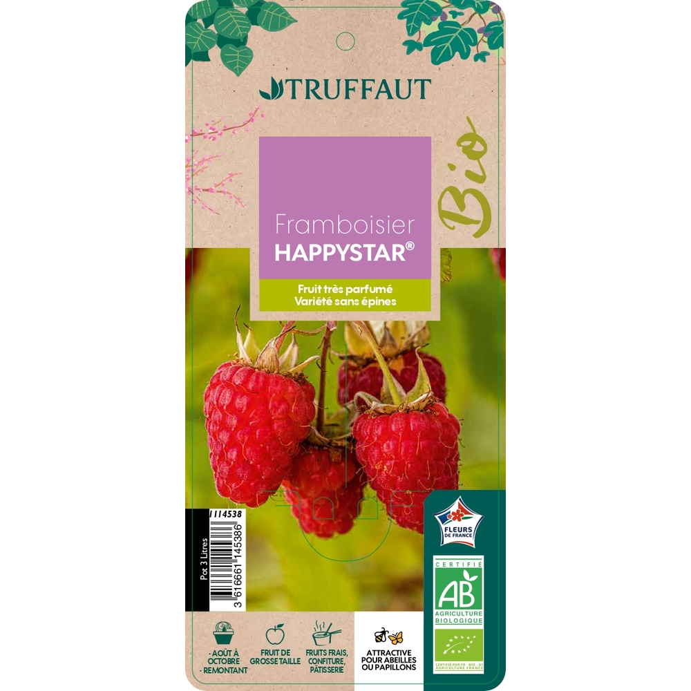 Framboisier 'Happystar®' AB : pot 3L