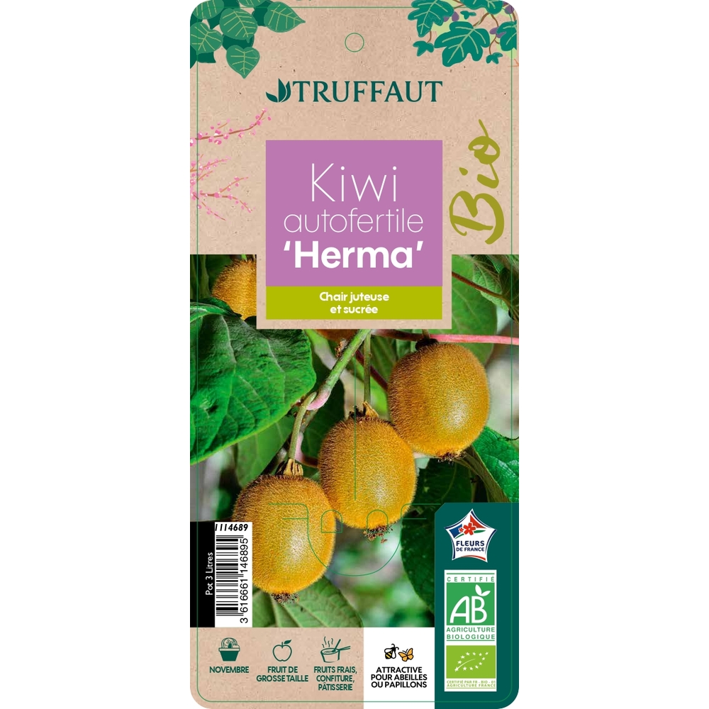 Actinidia 'Herma' AB : pot 3L