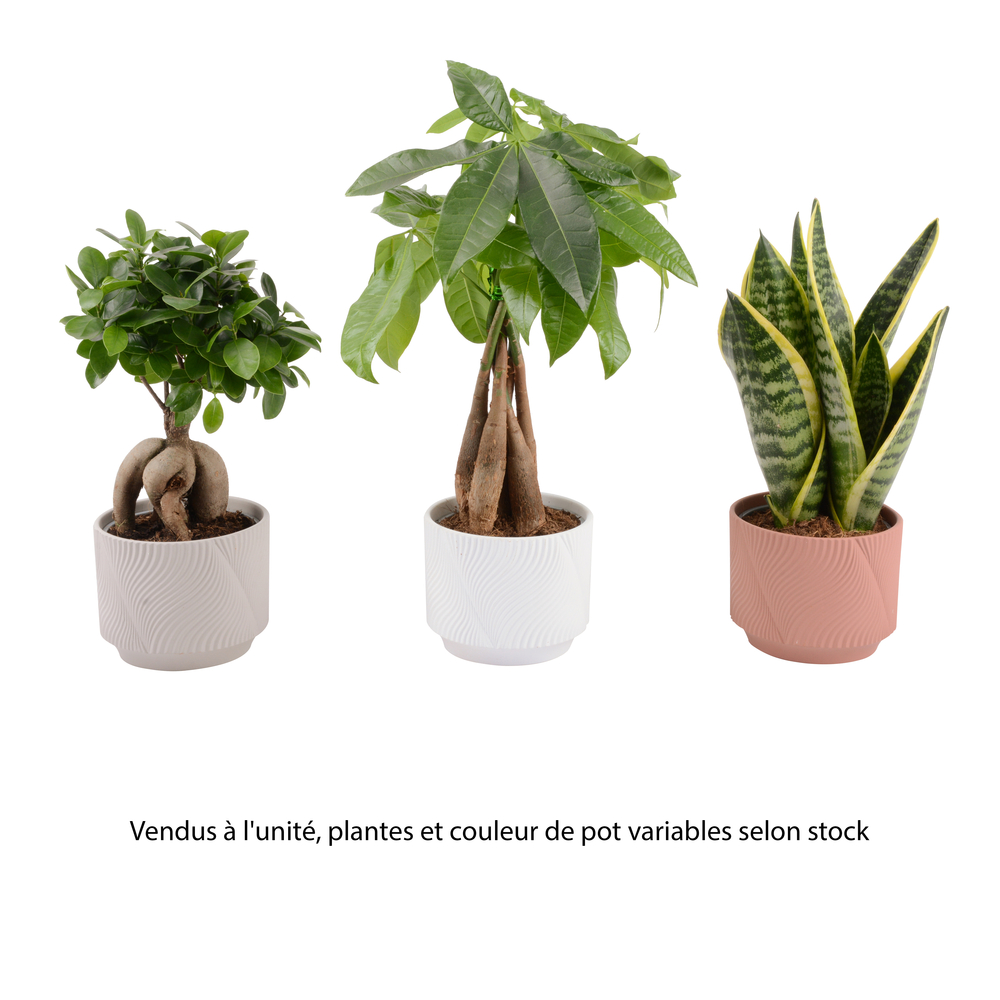 Plante verte mix, variétés variables : cache-pot D. 13cm - H. 30/35cm