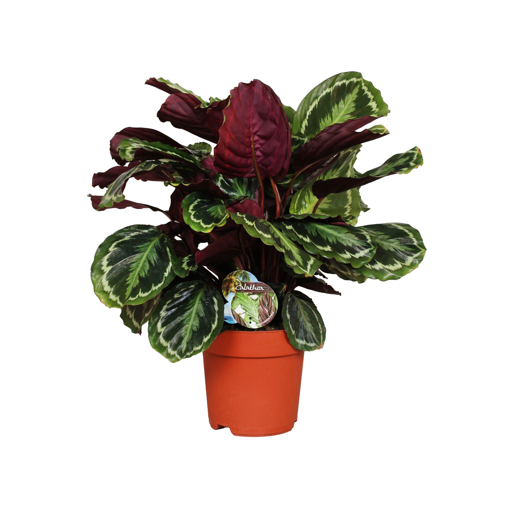 Calathea 'Medaillon' : pot D. 24cm