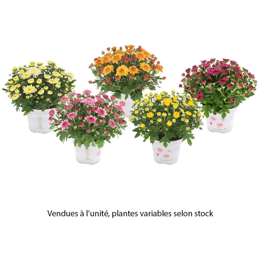 Chrysanthème 'Garden Mum' : pot 0,5L