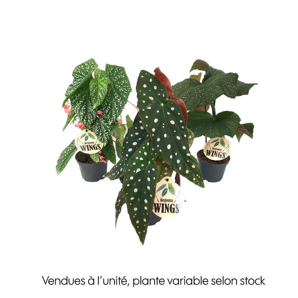 Begonia wings, coloris variable : pot D. 12cm