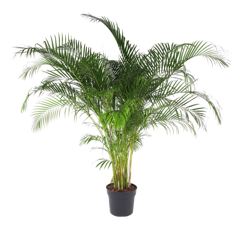 Aréca : pot D. 40cm