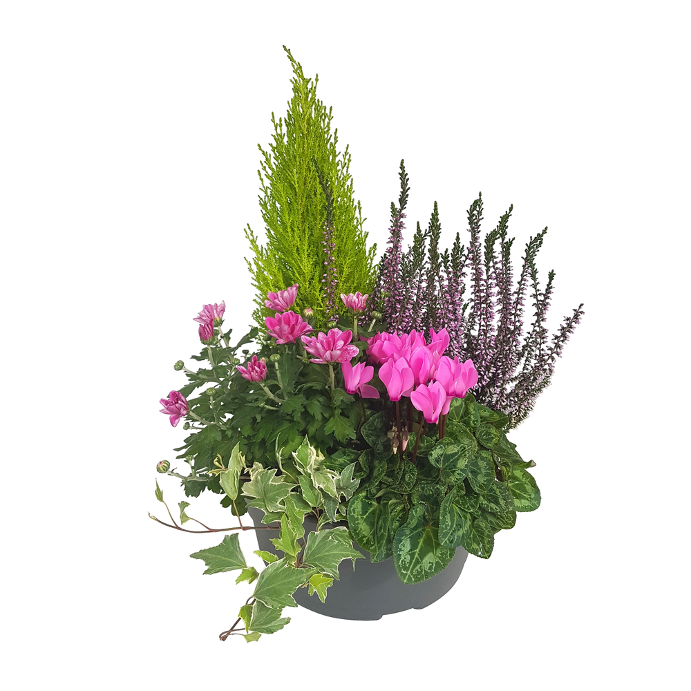 Composition 5 plantes, coloris rose : coupe D. 27cm