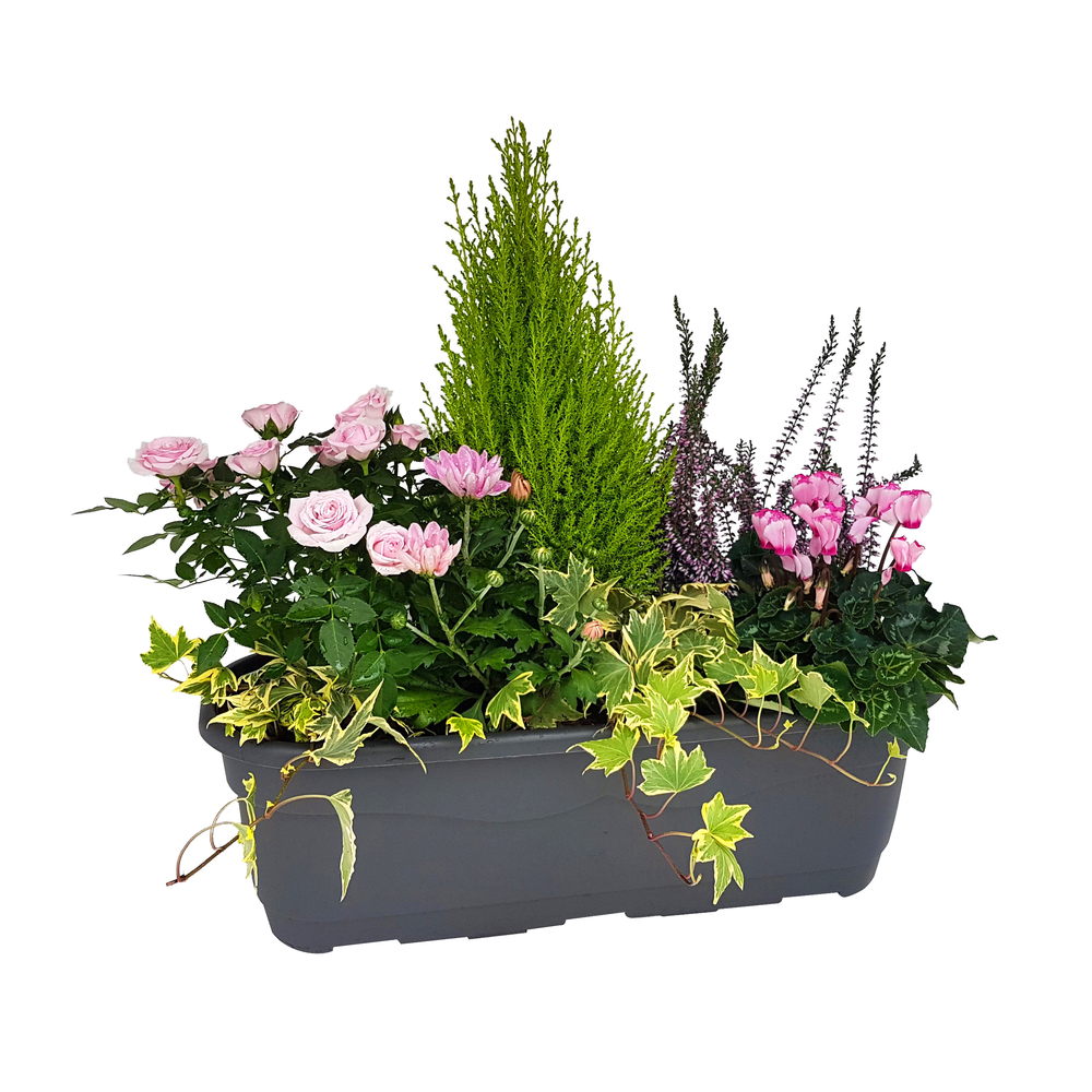 Composition 6/7 plantes, coloris variables : jardinière 50cm