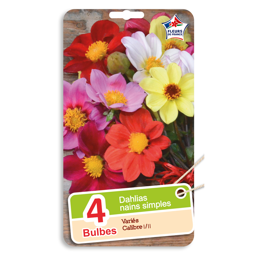4 bulbes de dahlias nains simples variés, calibre I/II