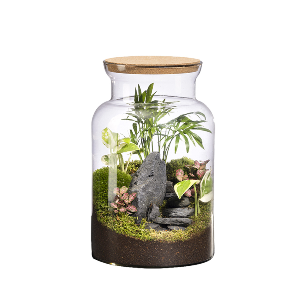 Composition plantes : terrarium Jungle land D. 19cm-H. 30cm