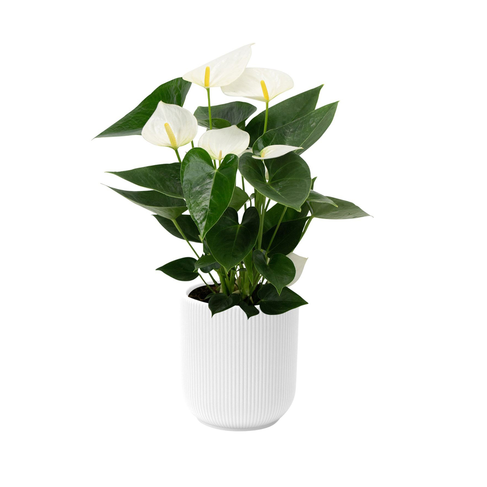 Anthurium blanc : pot Atlanta D. 14cm - H. 40cm