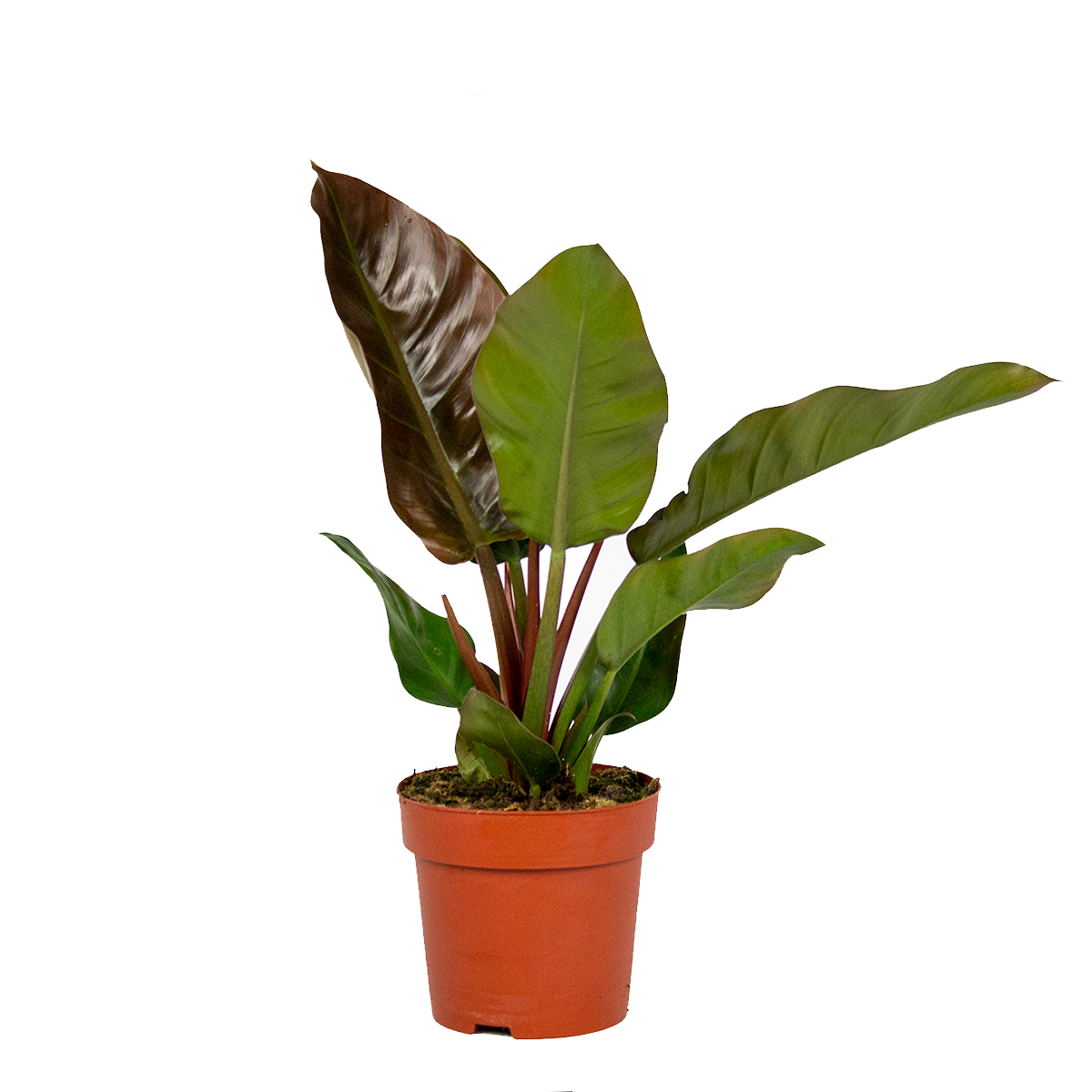 Philodendron imperial red - chaque - plante d'intérieur en pot de culture ⌀19 cm - ↕50 cm