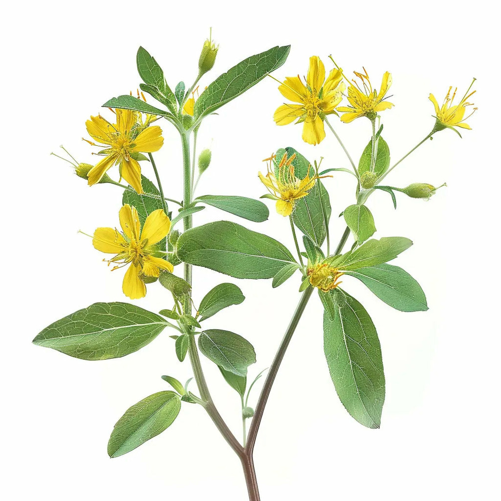 1500 graines de millepertuis androsème (hypericum androsaemum) - semisauvage permaculture