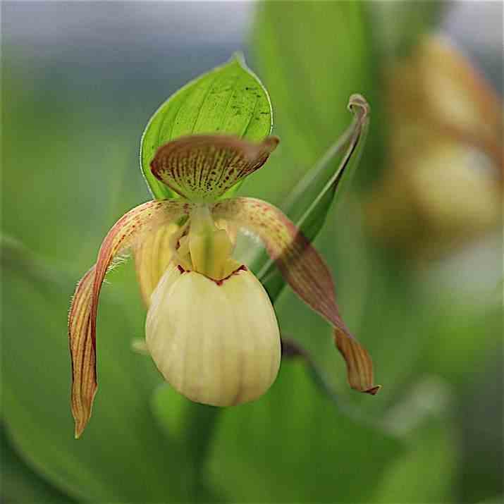 Cypripedium "victoria" (orchidées terrestres) taille pot de 1 litre - 0/60 cm