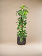 Plante d'intérieur - epipremnum aureum pothos 150cm