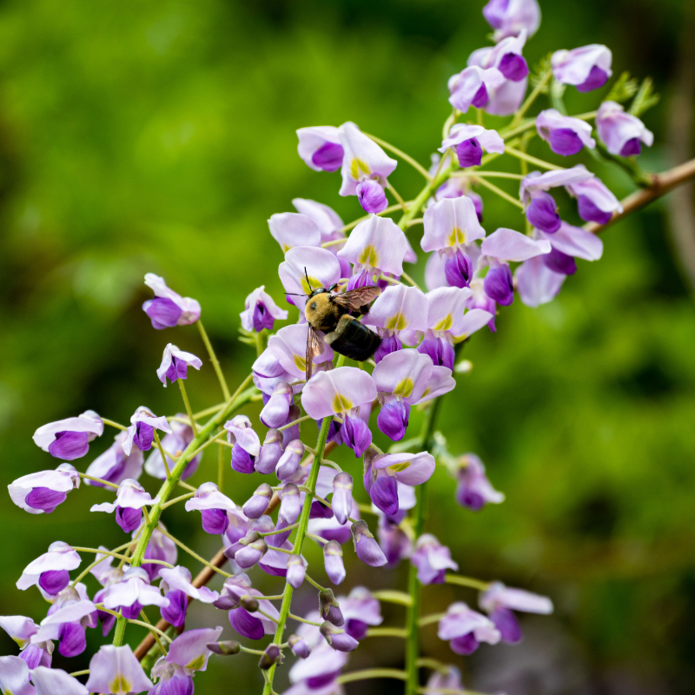 Glycine - wisteria sinensis prolific 70cm