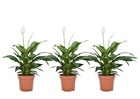 Spathiphyllum 'lys de la paix' - set de 3 - pot 12cm - hauteur 30-40cm
