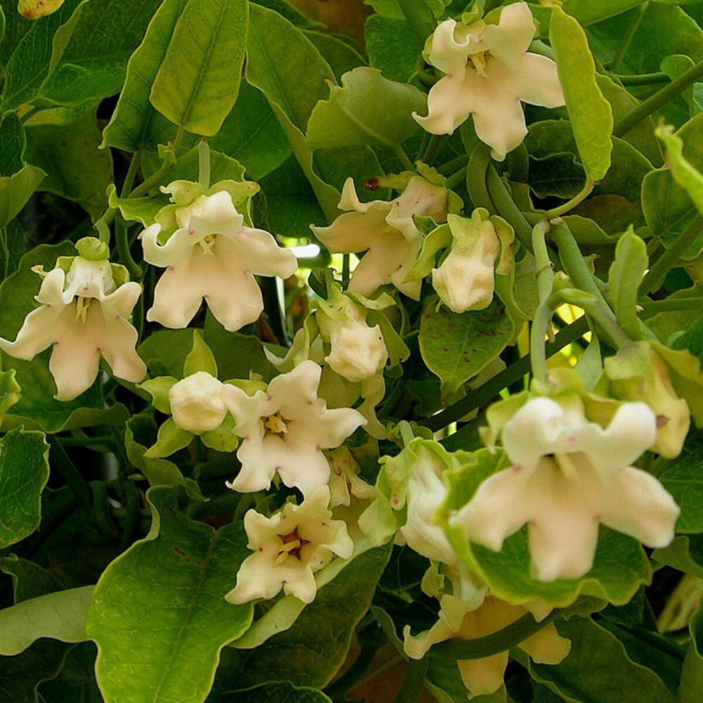 Araujia sericofera alba pot de 1,5l - tuteur bambou 30/60 cm