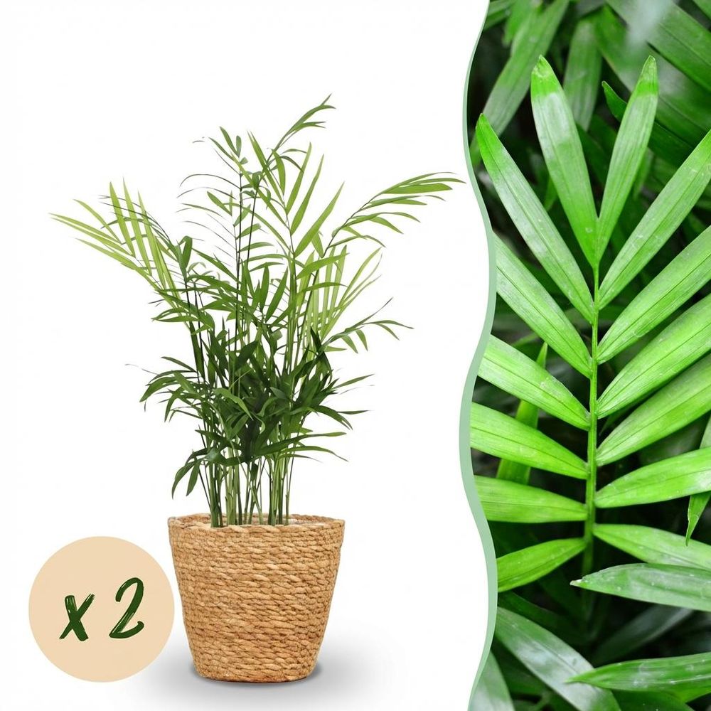 Chamaedorea elegans - pet-friendly - pot de 12cm - hauteur 15cm - plantes d'intérieur