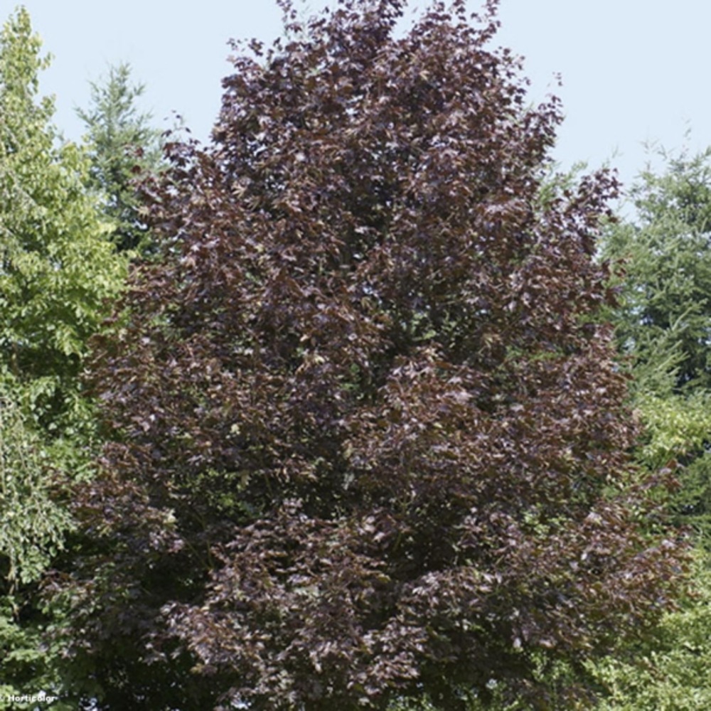 Érable plane colonnaire 'crimson king' pot de 20l/25l