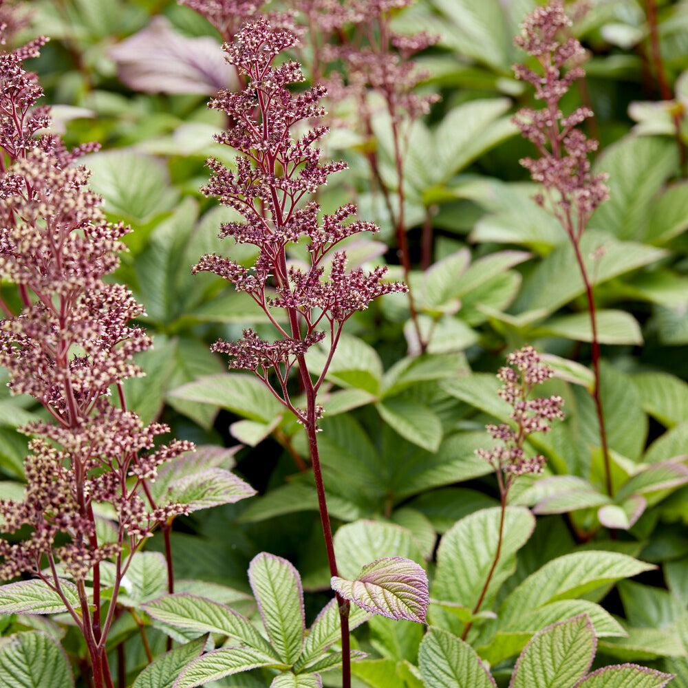 Rodgersia pinnata - le pot / ø 9cm