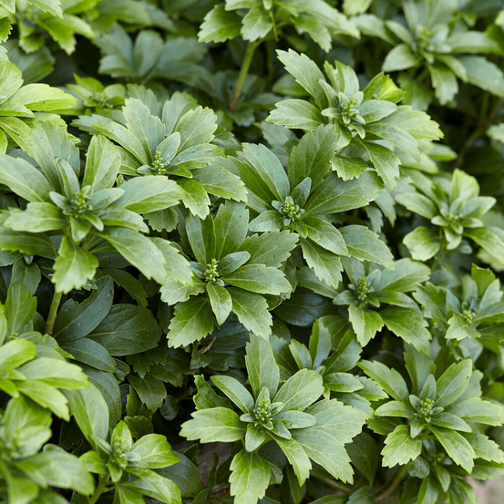 Pachysandre - le pot / ø 9cm