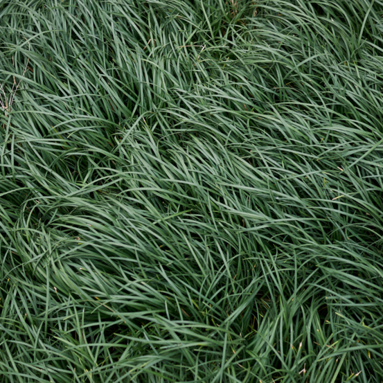 Ophiopogon du japon - ophiopogon japonicus 10/15 cm godet 9cm