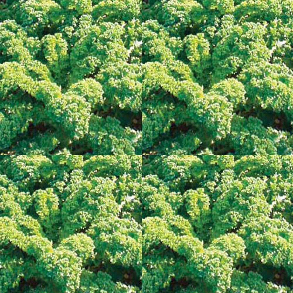 Chou 'frisé vert demi nain' le sachet de 500 graines environ (2g)