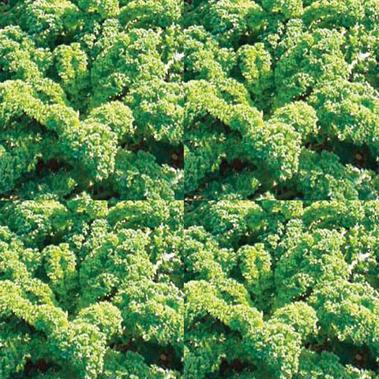 Chou 'frisé vert demi nain' le sachet de 500 graines environ (2g)