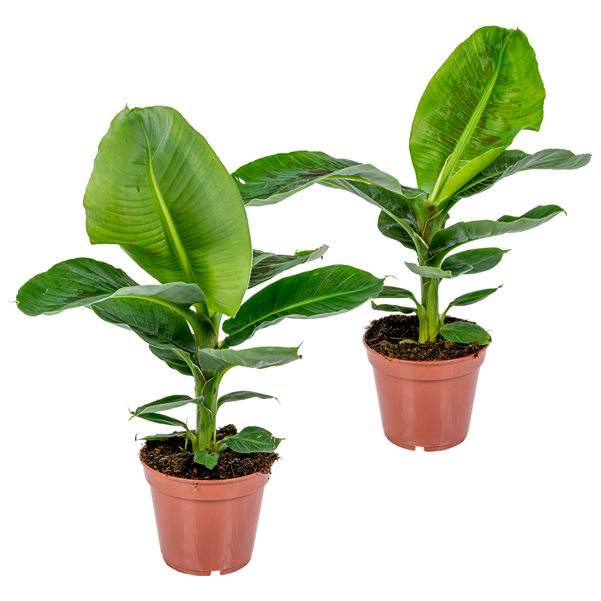 Bananier - musa 'tropicana' lot de 2 - plante d’intérieur tropicale en pot de culture ⌀17 cm - ↕40 cm