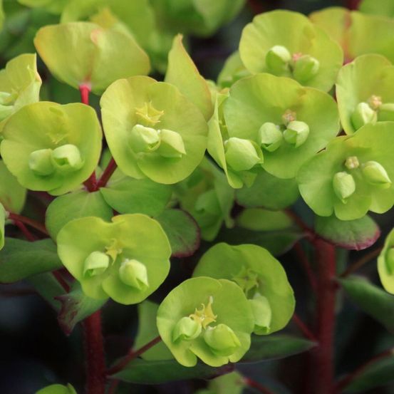 Euphorbe des bois purpurea lot de 5 godets