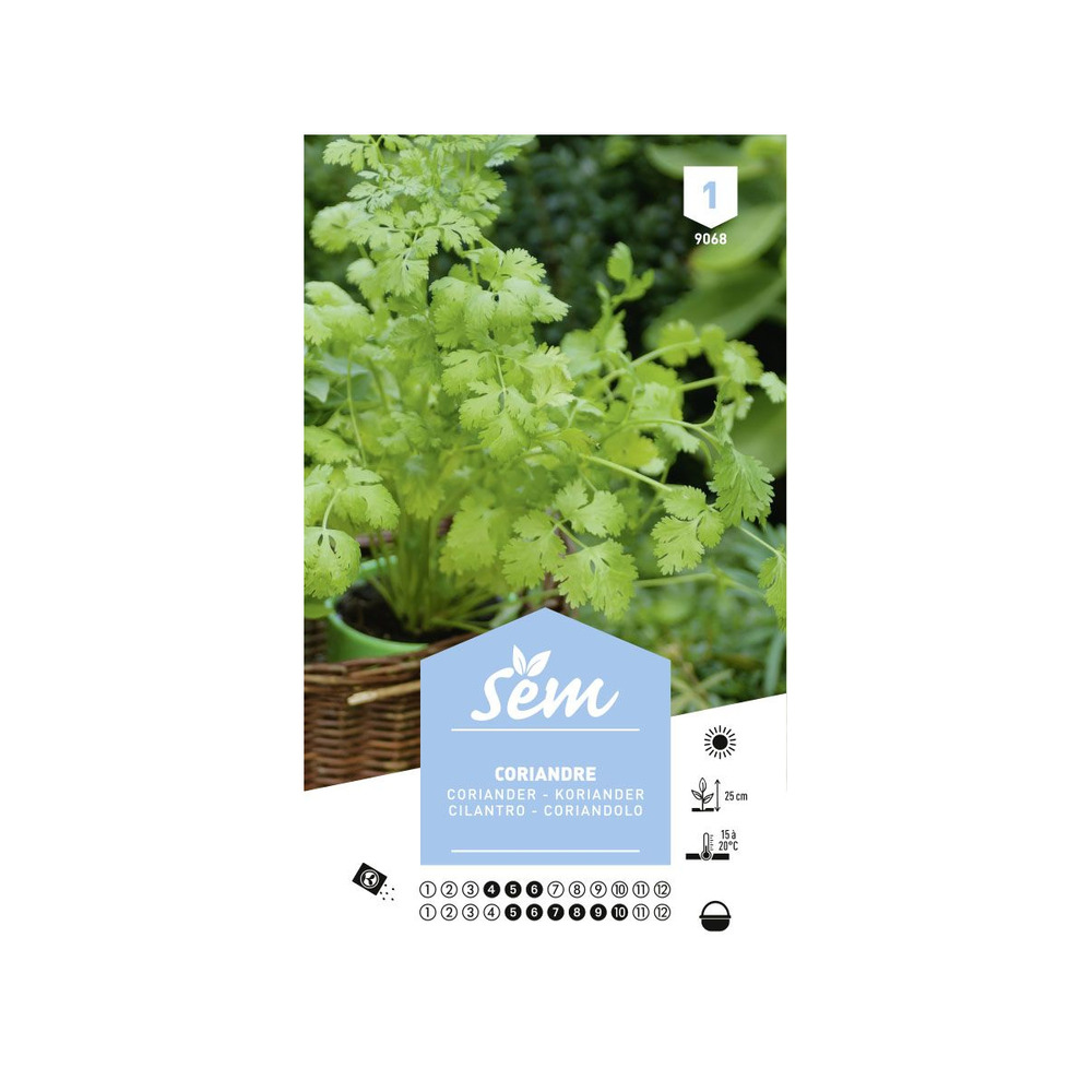 Graines potagères coriandre