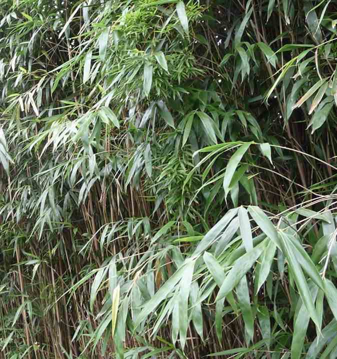Pseudosasa japonica taille pot de 2 litres ? 40/60 cm