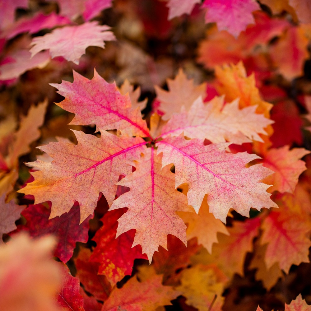 Chêne rouge d'amérique - le pot / 3l / hauteur livrée 60-80cm