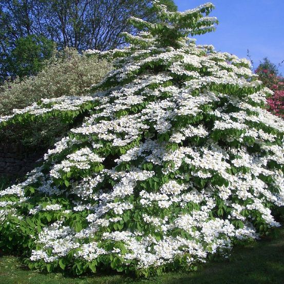 Viorne de chine 'tomentosum' pot de 7,5l/10l