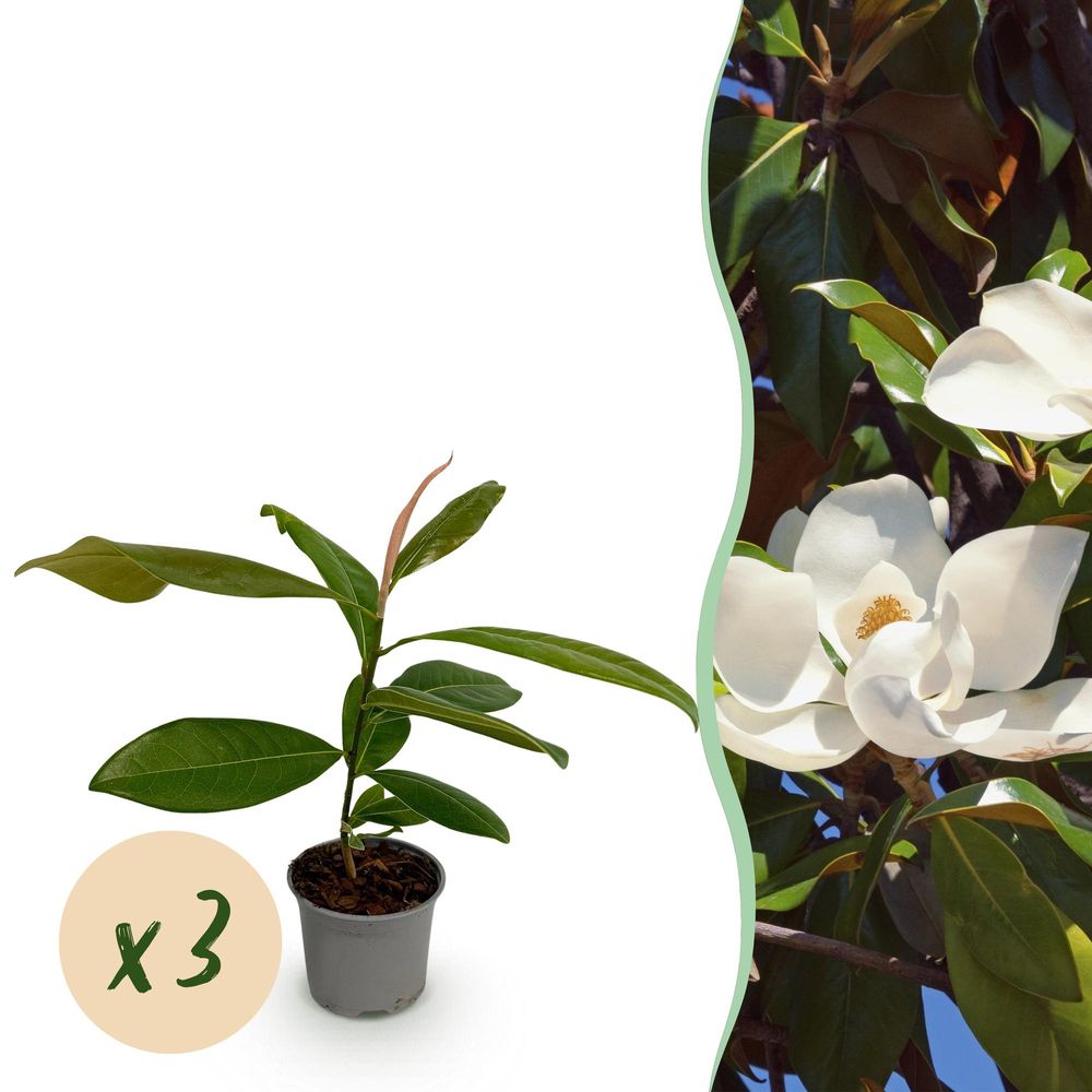 Magnolia - lot de 3 - pot 12 cm - hauteur 30 cm - blanc - plante d'extérieur