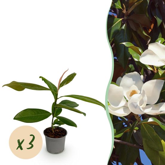 Magnolia - lot de 3 - pot 12 cm - hauteur 30 cm - blanc - plante d'extérieur