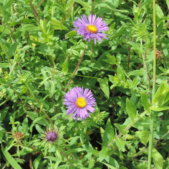 Aster grand d'automne barr's blue godet - 5/20 cm