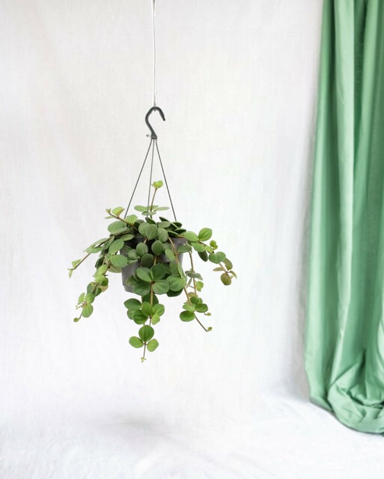 Grand peperomia hope 25cm - plante d'intérieur