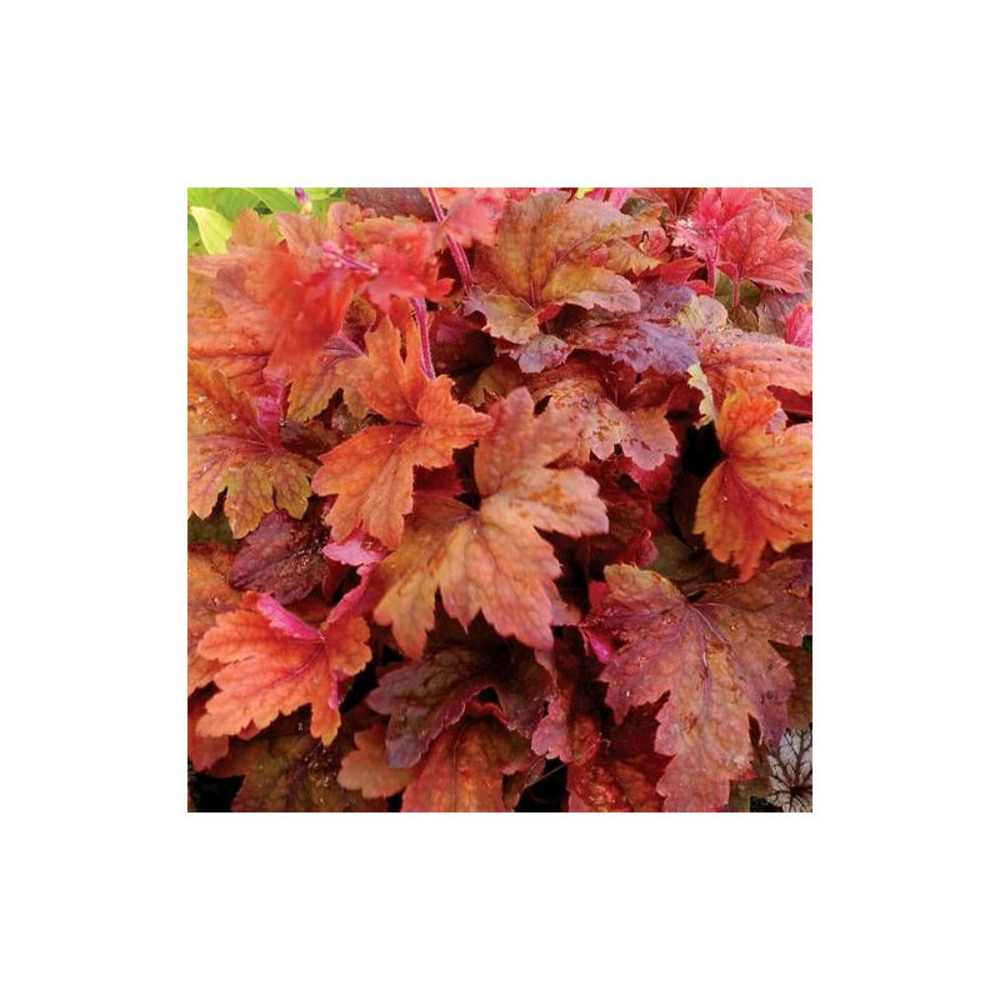 Heucherella sweet tea® lot de 9 godets