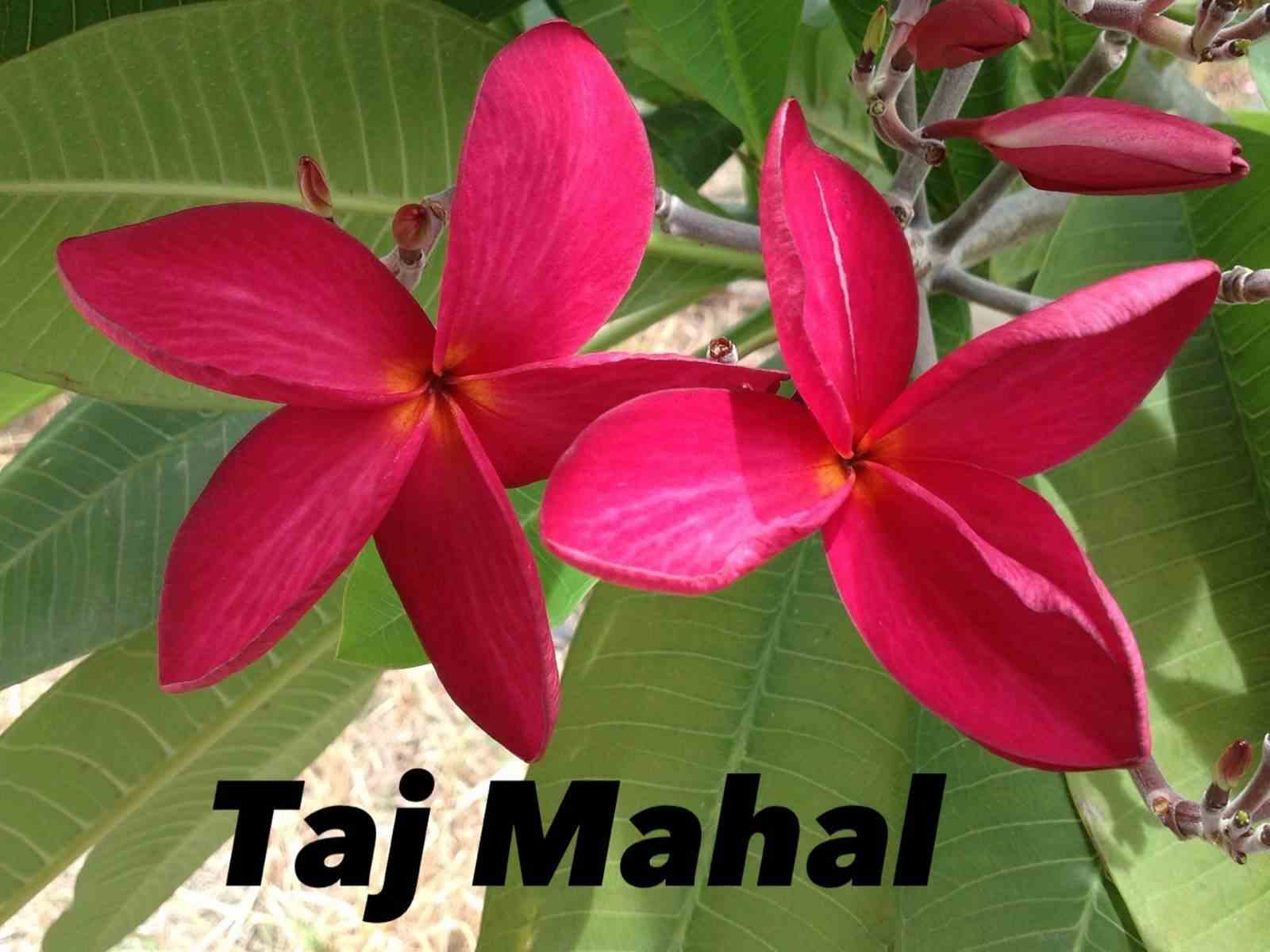 Plumeria rubra "taj mahal" (frangipanier)   rouge - taille pot de 2 litres ? 20/30 cm