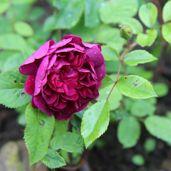 Rosier arbustif young lycidas® 'ausvibrant' pot de 5l - touffe