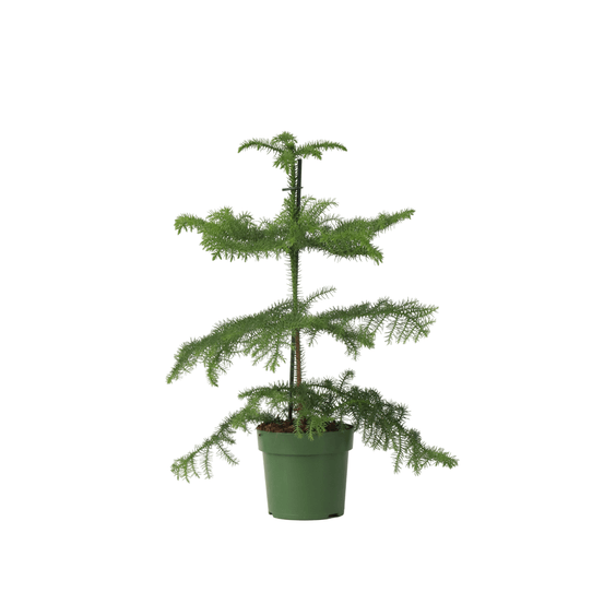 Pin de norfolk - araucaria heterophylla - hauteur 45-55cm - ⌀14cm