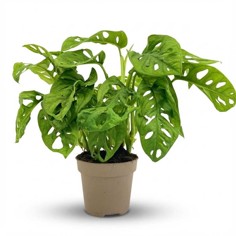 Monstera adansonii monkey mask - pot de 12cm - hauteur: 25-35cm