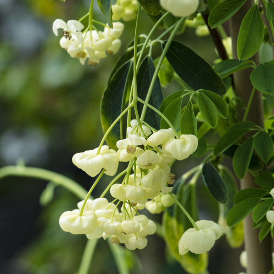 Akébia à cinq feuilles alba - le pot / 1,5l / hauteur livrée 20-60cm, vendu par lot de 2