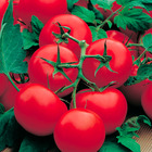 Plant de tomate greffee grappe premio f1  pot 1 l