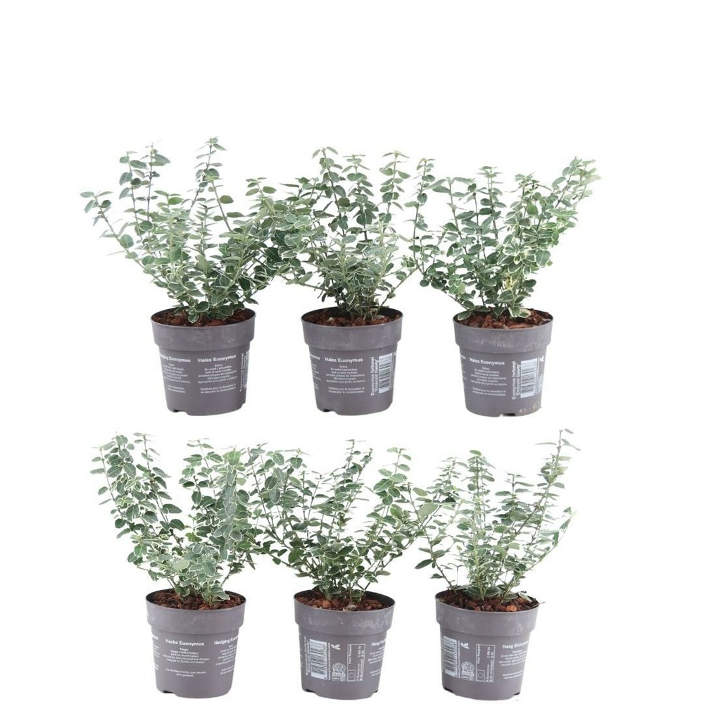 Euonymus
